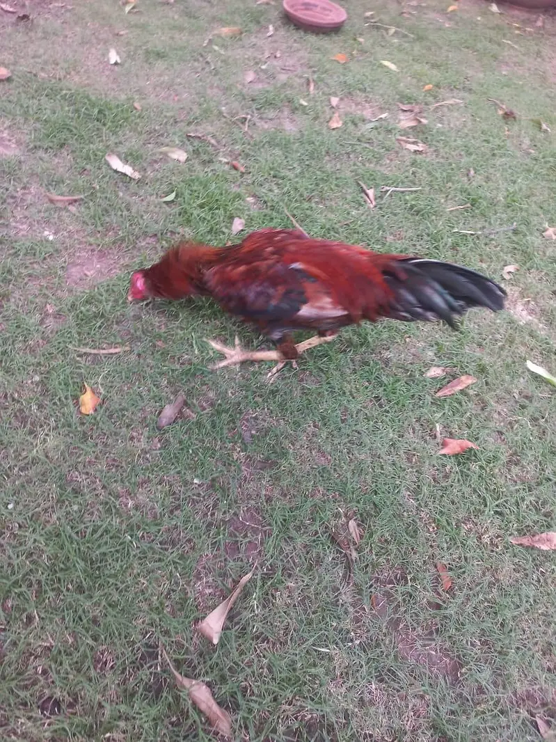 Aseel Lakha Mianwali Murga — photo 3
