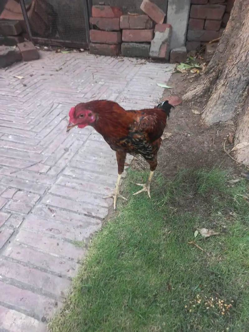 Aseel Lakha Mianwali Murga — photo 4