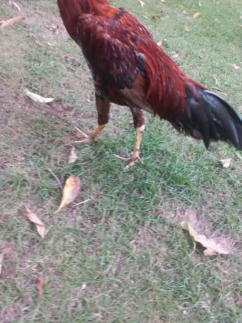 Aseel Lakha Mianwali Murga — photo 6