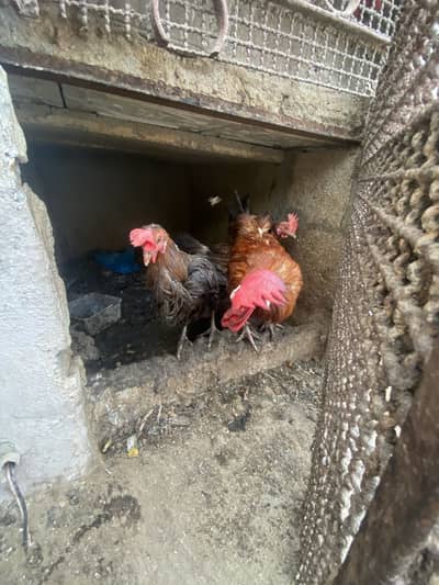 Desi hens