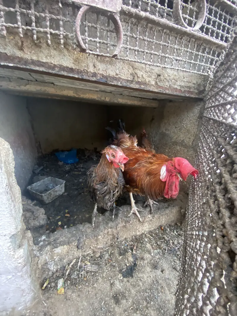 Desi hens — photo 2