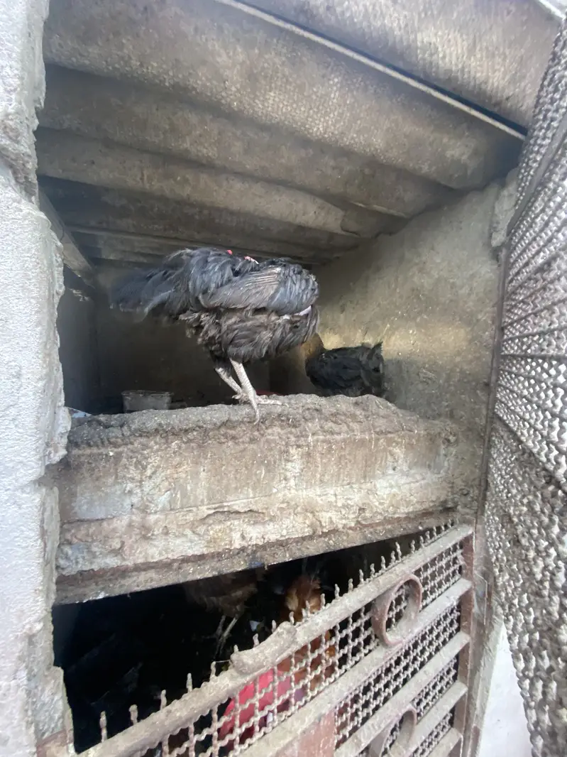 Desi hens — photo 3