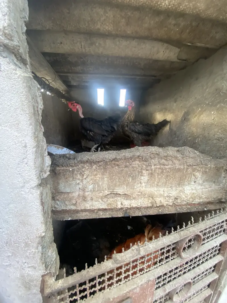 Desi hens — photo 4