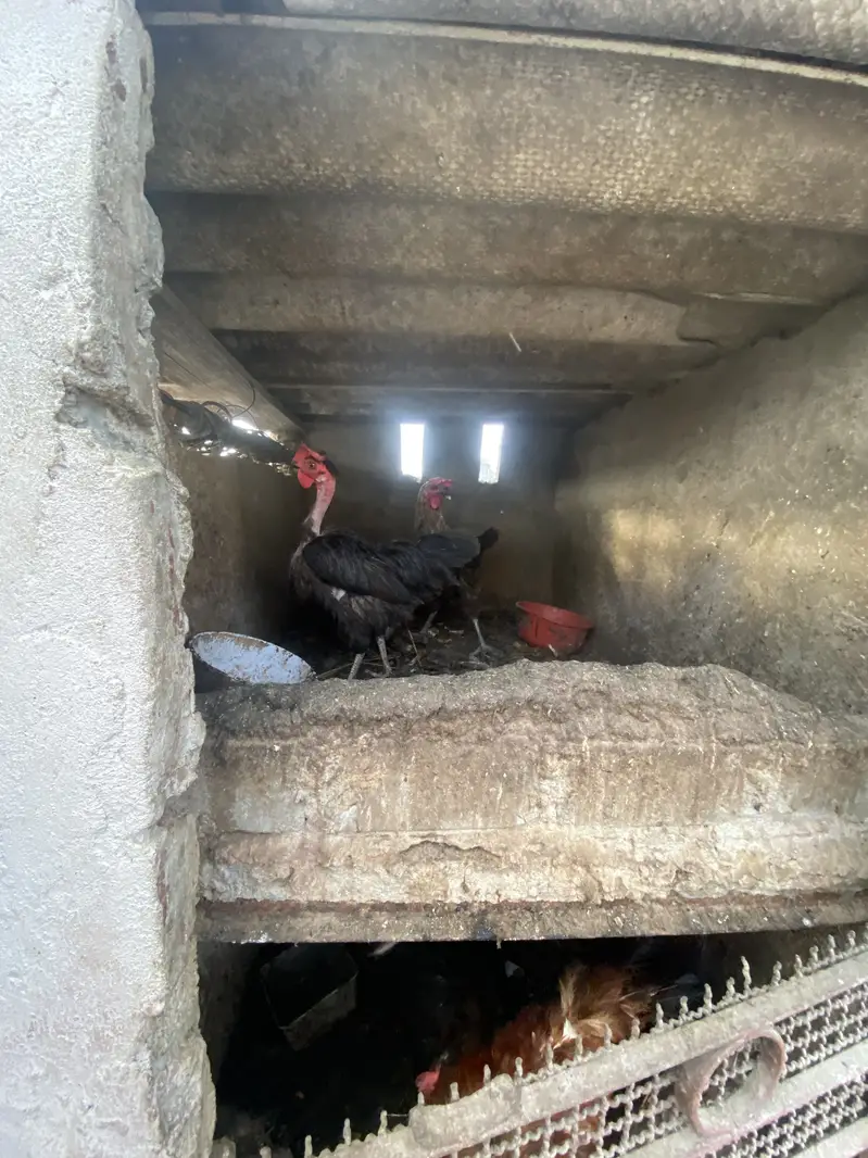 Desi hens — photo 5