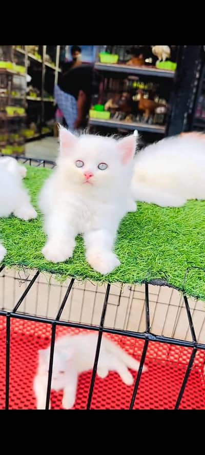 Persian cat for sale male or female waxing ke liye