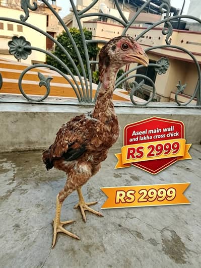 aseel chicks for sale