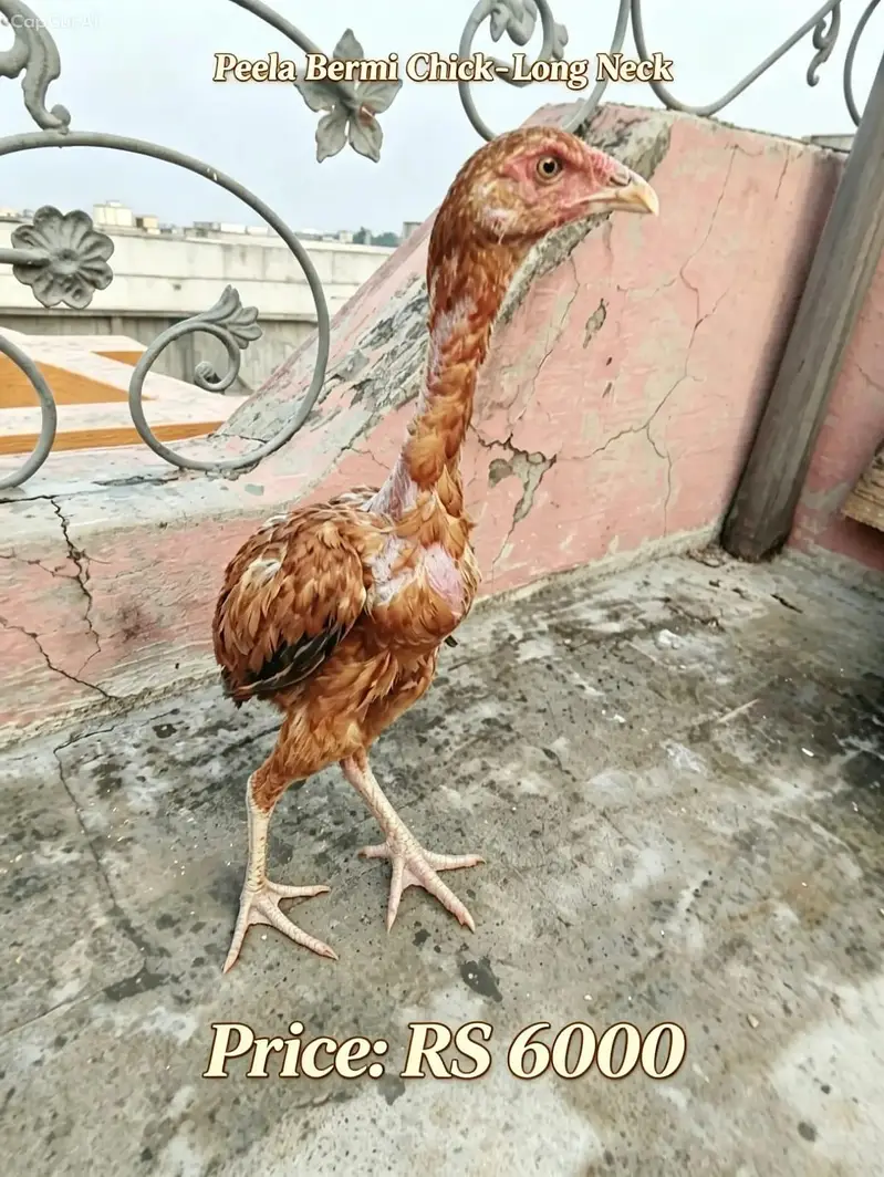 aseel chicks for sale — photo 2