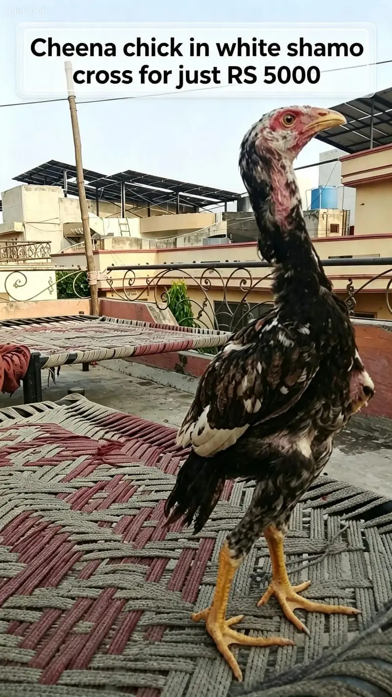 aseel chicks for sale — photo 3