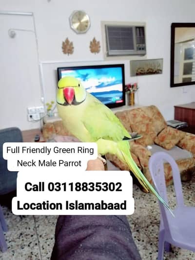 03118835302 (Katha) Hand Tame Friendly Green Ringneck Male Parrot