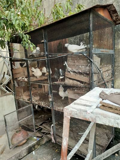 Cage for sale
