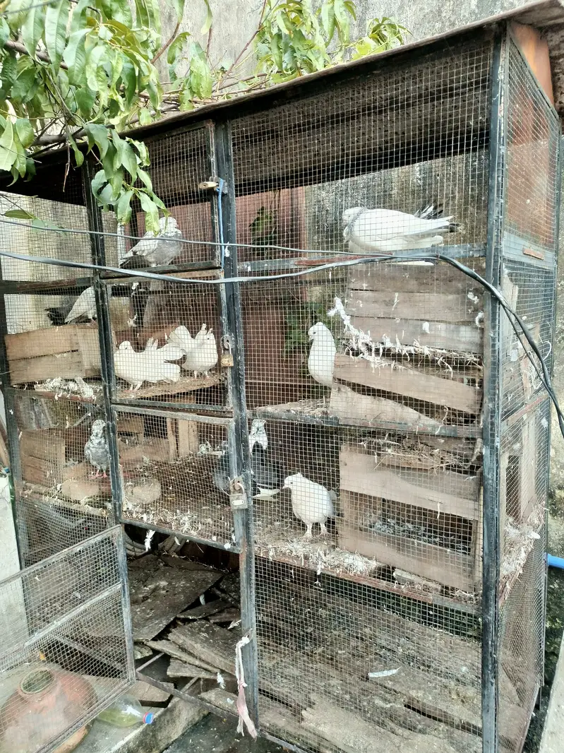 Cage for sale — photo 2