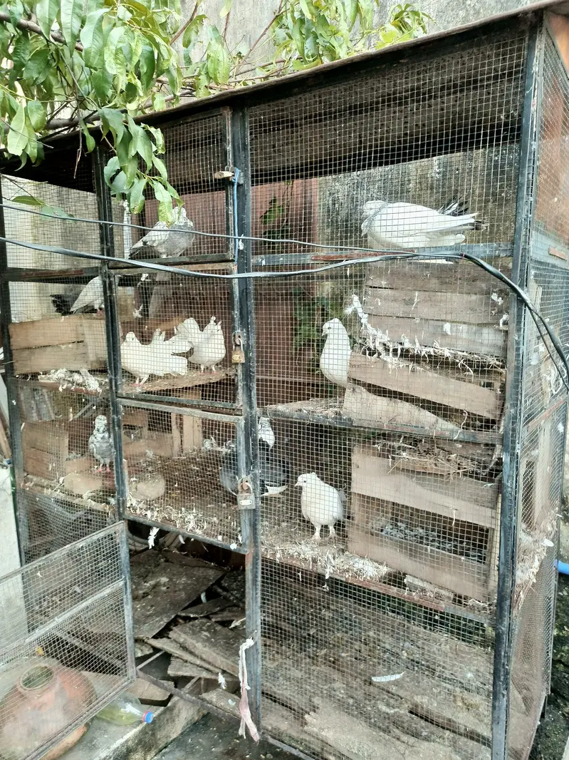 Cage for sale — photo 3