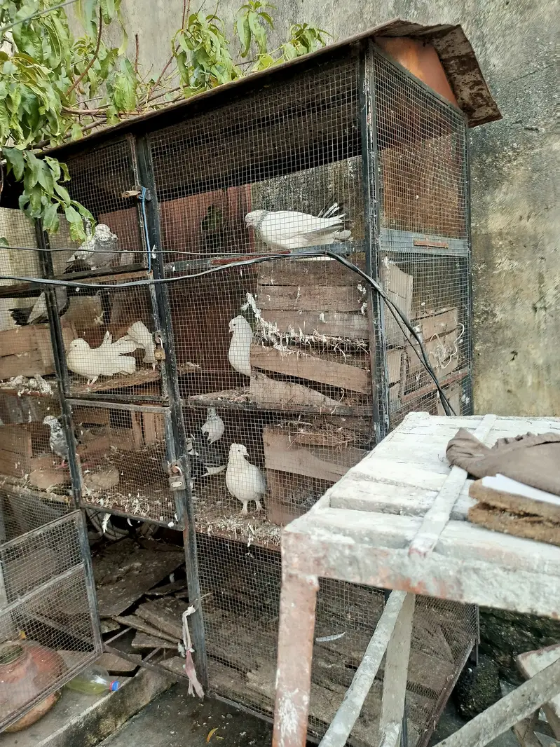 Cage for sale — photo 4