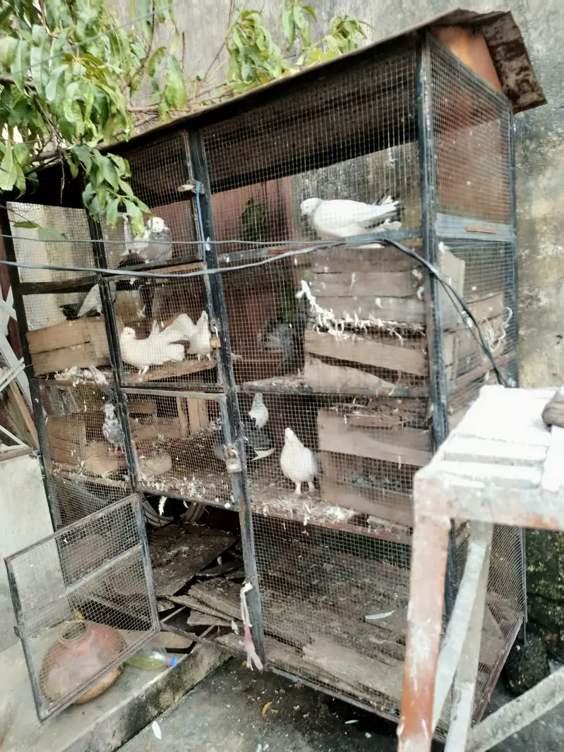 Cage for sale — photo 5