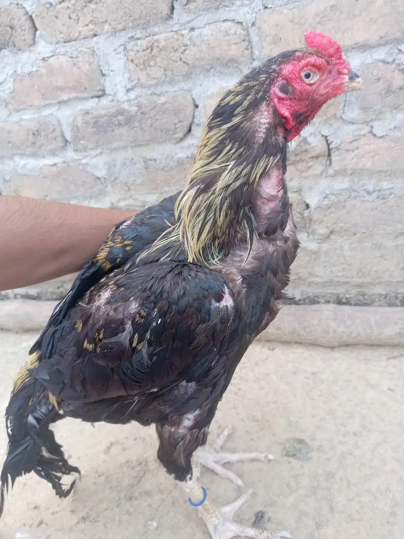 One eye sawa breader morga 26, 2700 wazan mora aik ankh wala add read — photo 3