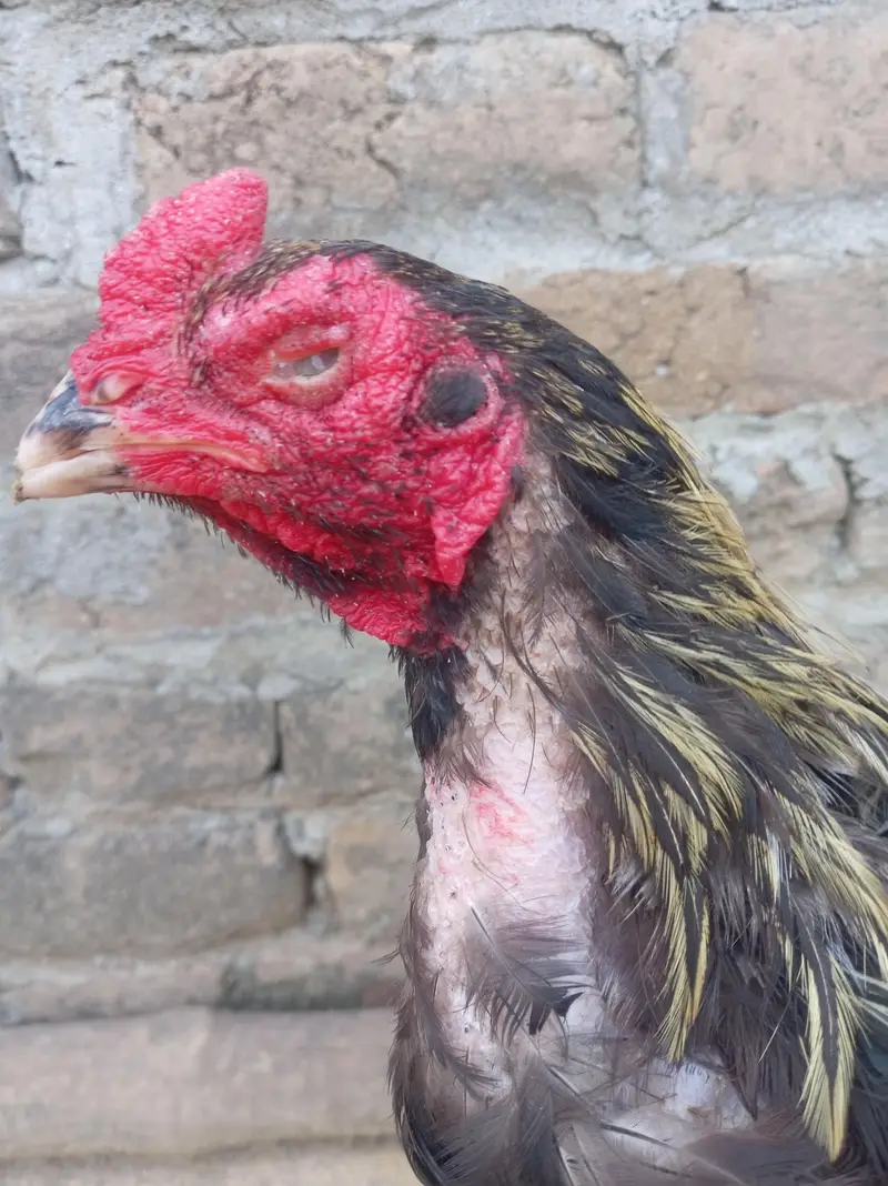 One eye sawa breader morga 26, 2700 wazan mora aik ankh wala add read — photo 4