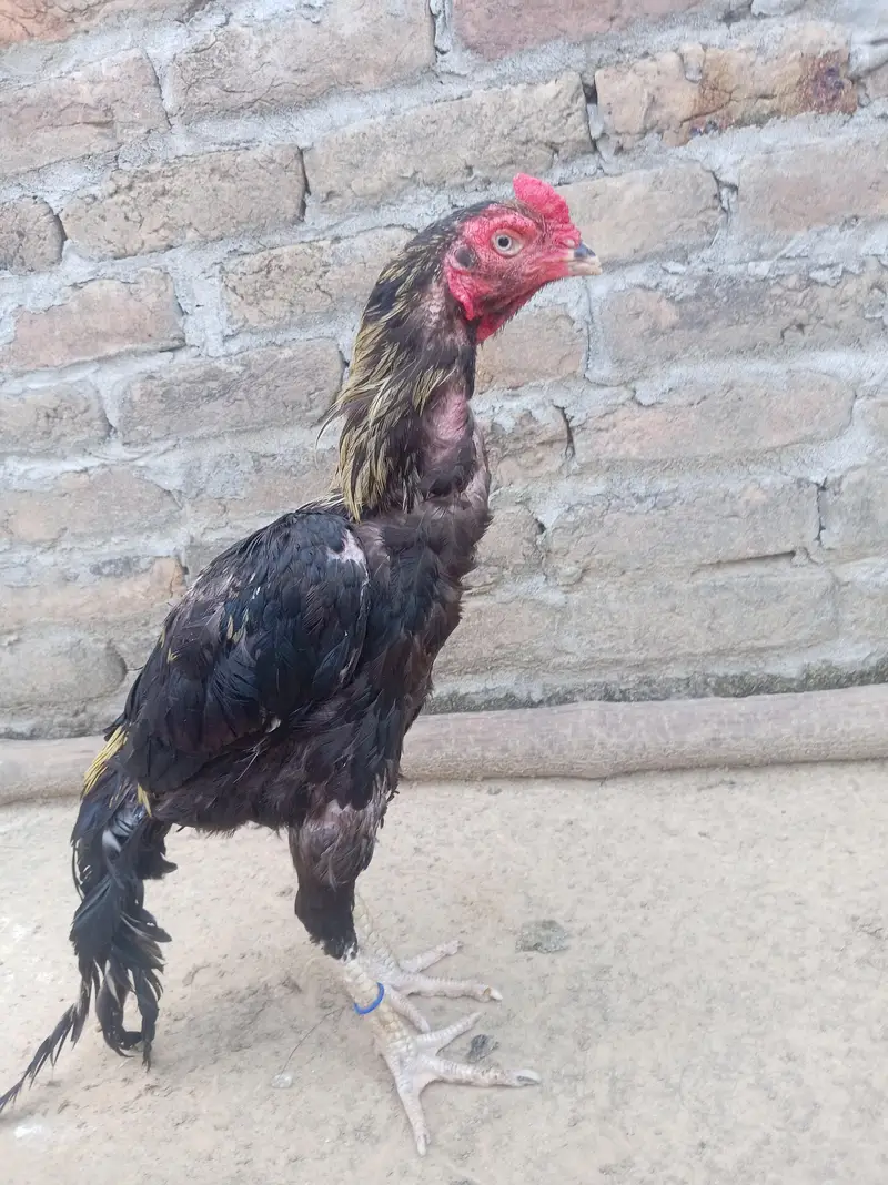 One eye sawa breader morga 26, 2700 wazan mora aik ankh wala add read — photo 6
