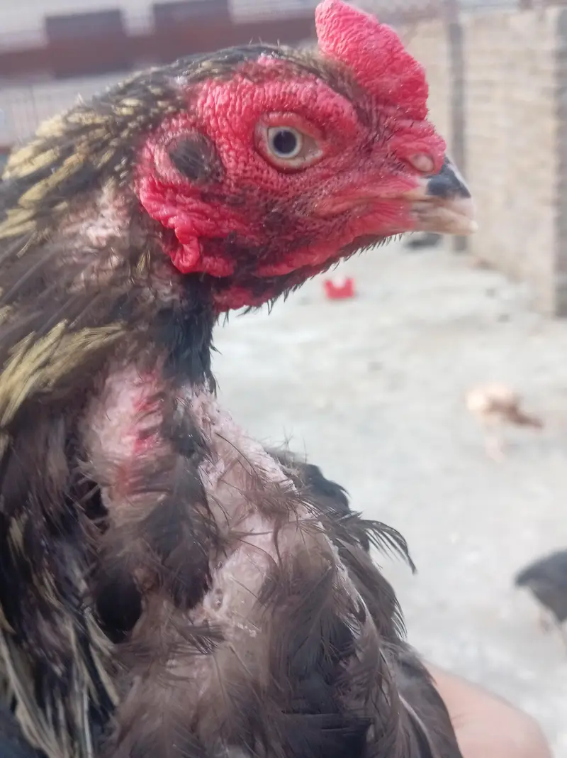 One eye sawa breader morga 26, 2700 wazan mora aik ankh wala add read — photo 9