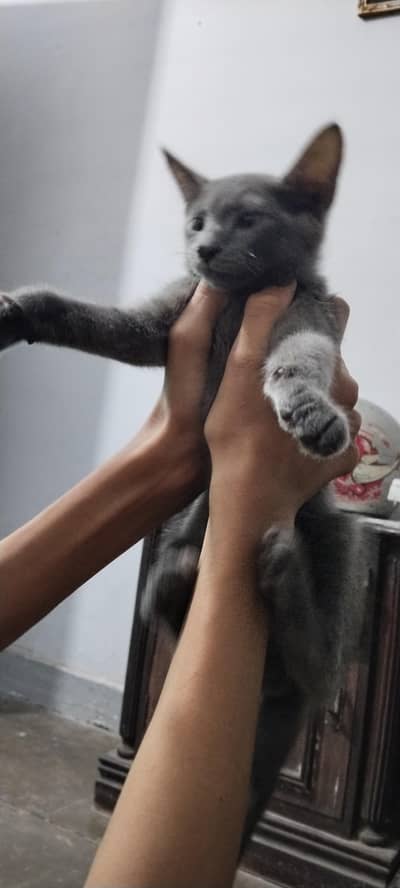 Persian Blue Cat Male - Single Coat