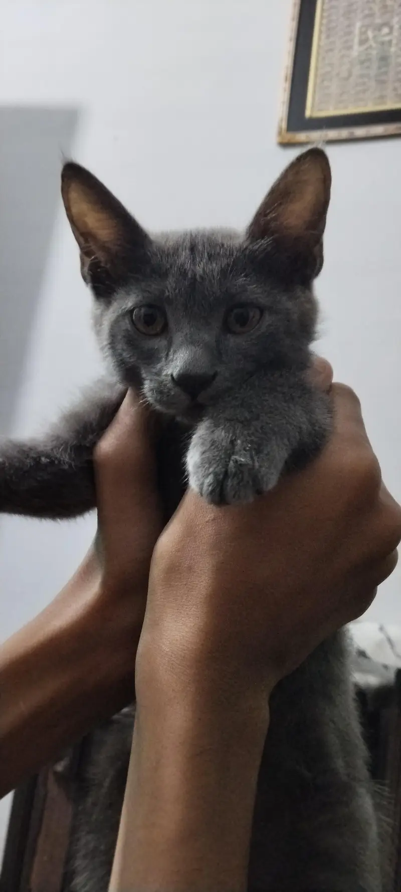 Persian Blue Cat Male - Single Coat — photo 2