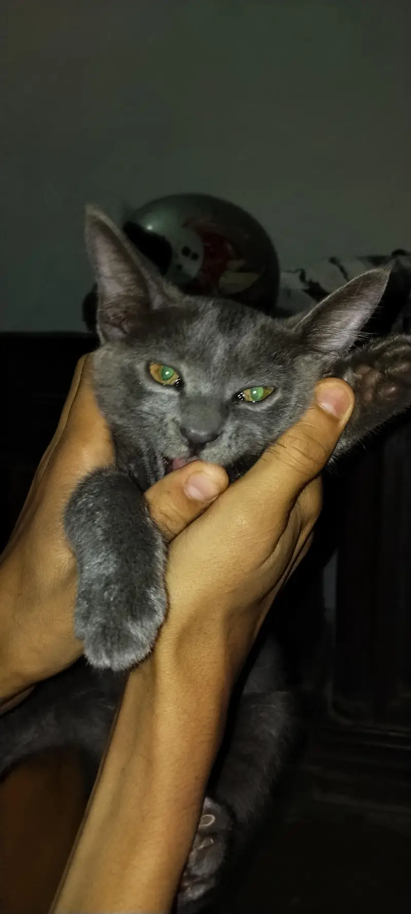 Persian Blue Cat Male - Single Coat — photo 3