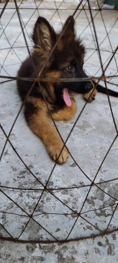 German shepherd triple coat 25k