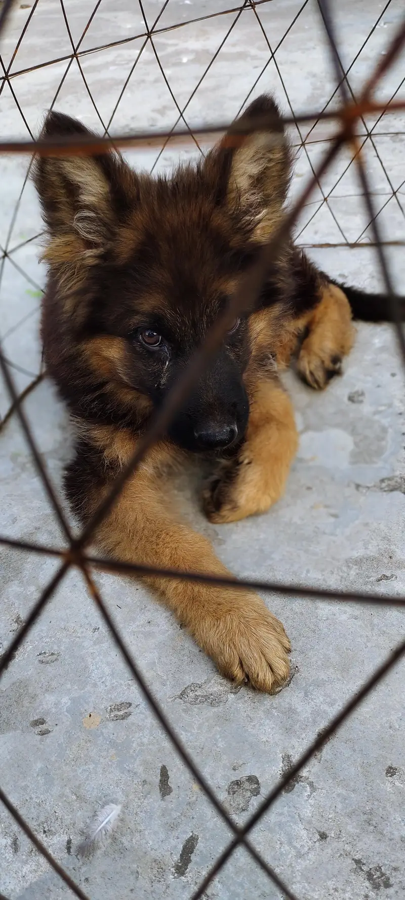 German shepherd triple coat 25k — photo 2