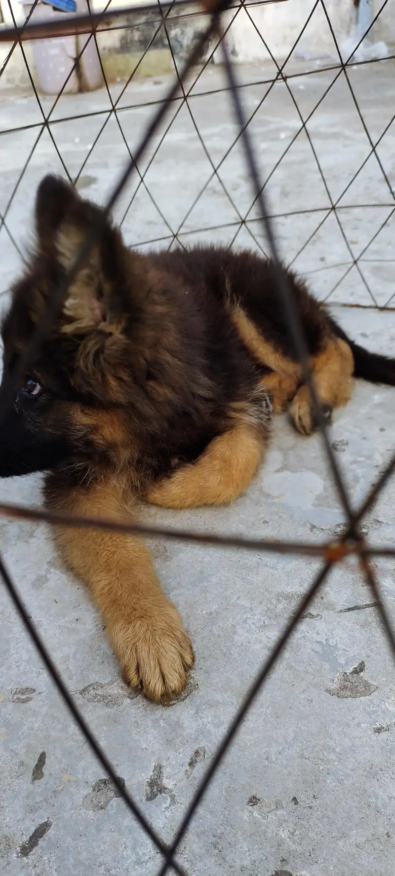 German shepherd triple coat 25k — photo 3