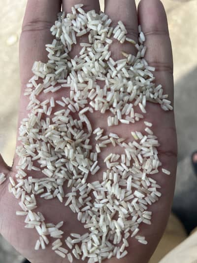 1121 Kainat short grain