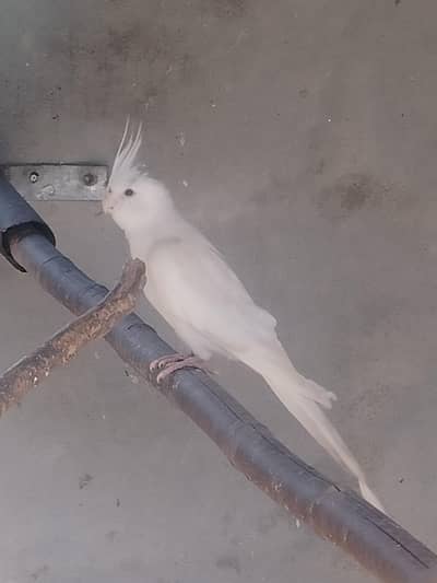 American pair available