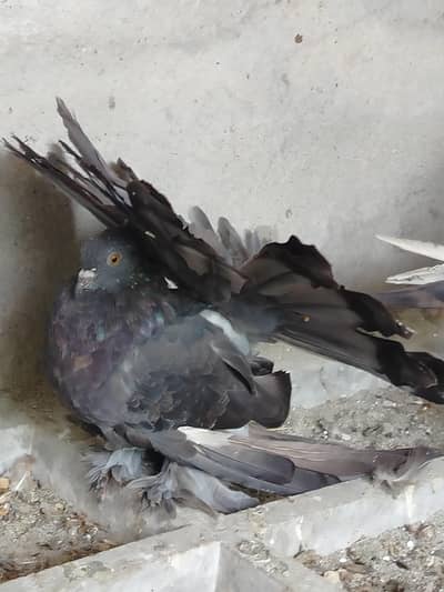 American pair available