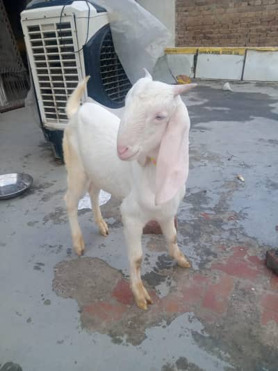 bakra