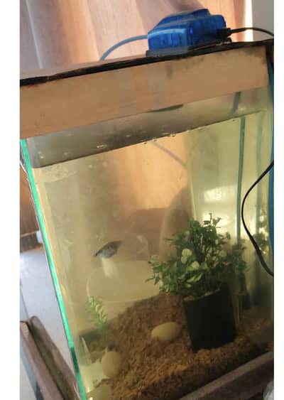 Fish Aquarium and Oxygen Pump with FREE 3 Moly Fish