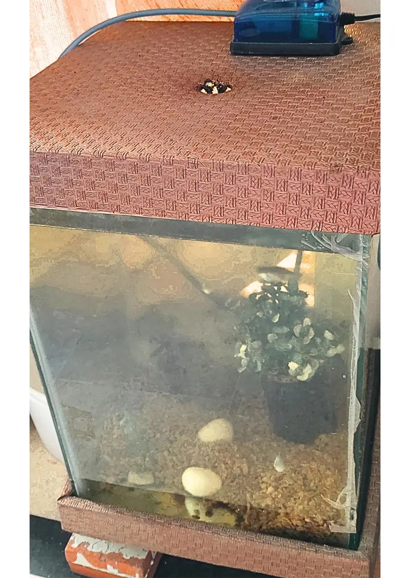 Fish Aquarium and Oxygen Pump with FREE 3 Moly Fish — photo 2