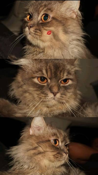 Persian cat