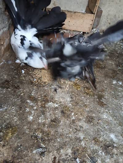 amricen fintail pair sale krna han