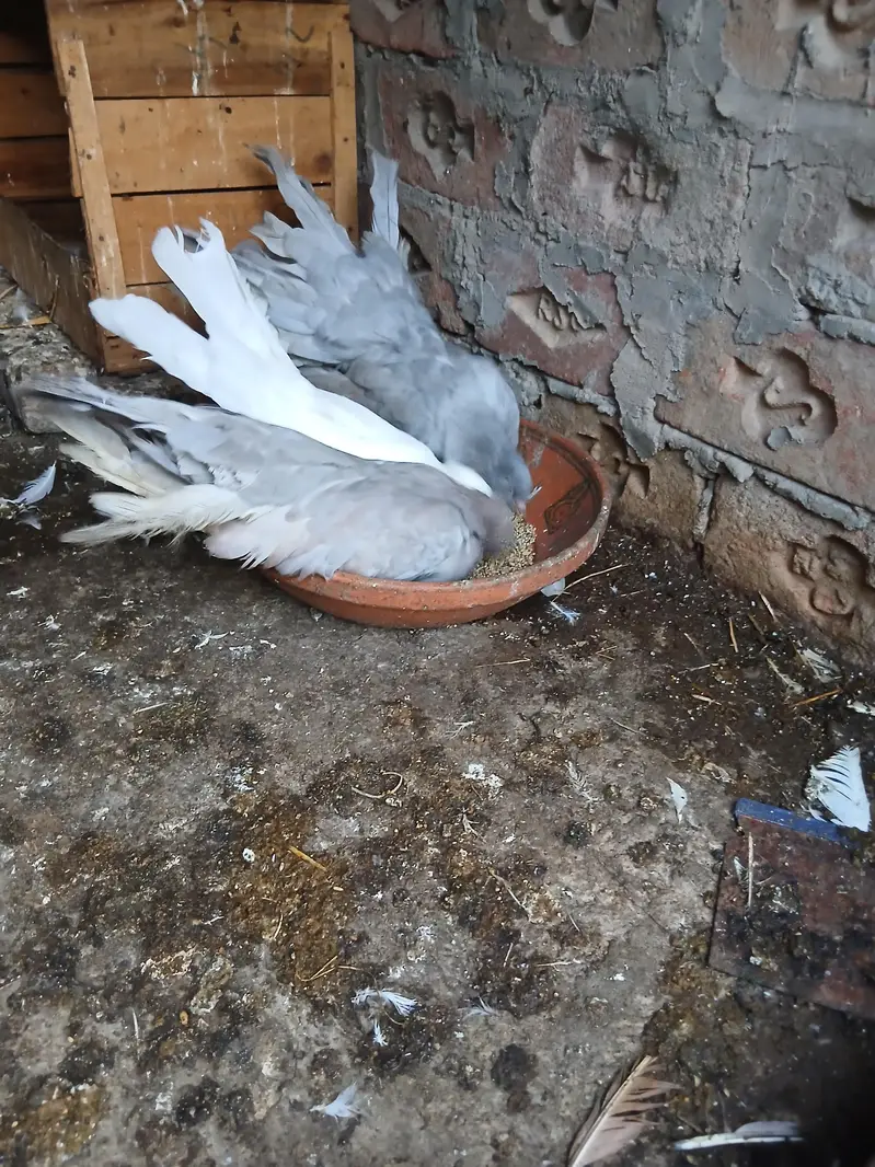 amricen fintail pair sale krna han — photo 2
