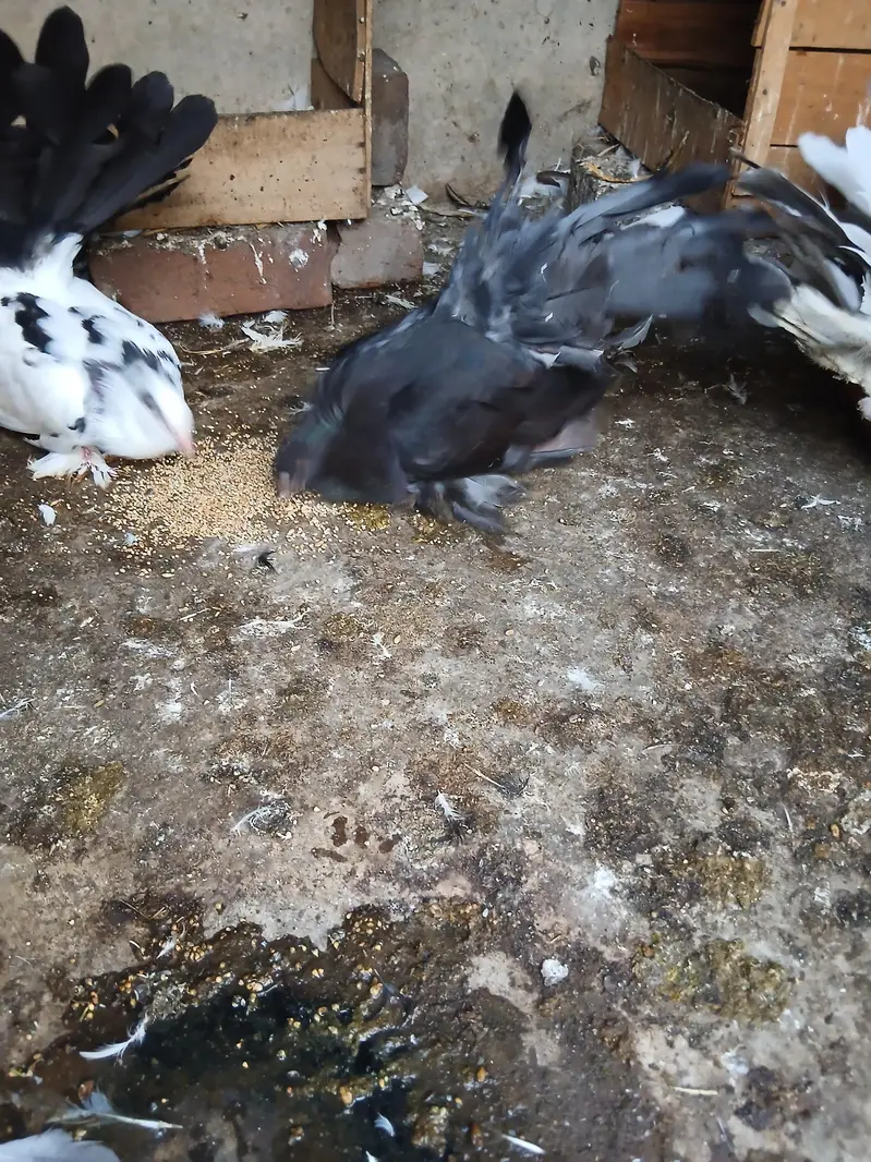 amricen fintail pair sale krna han — photo 3