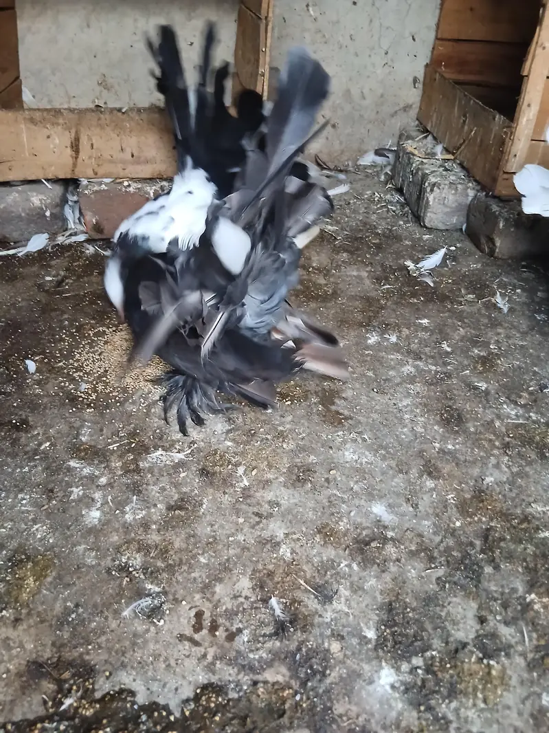 amricen fintail pair sale krna han — photo 4