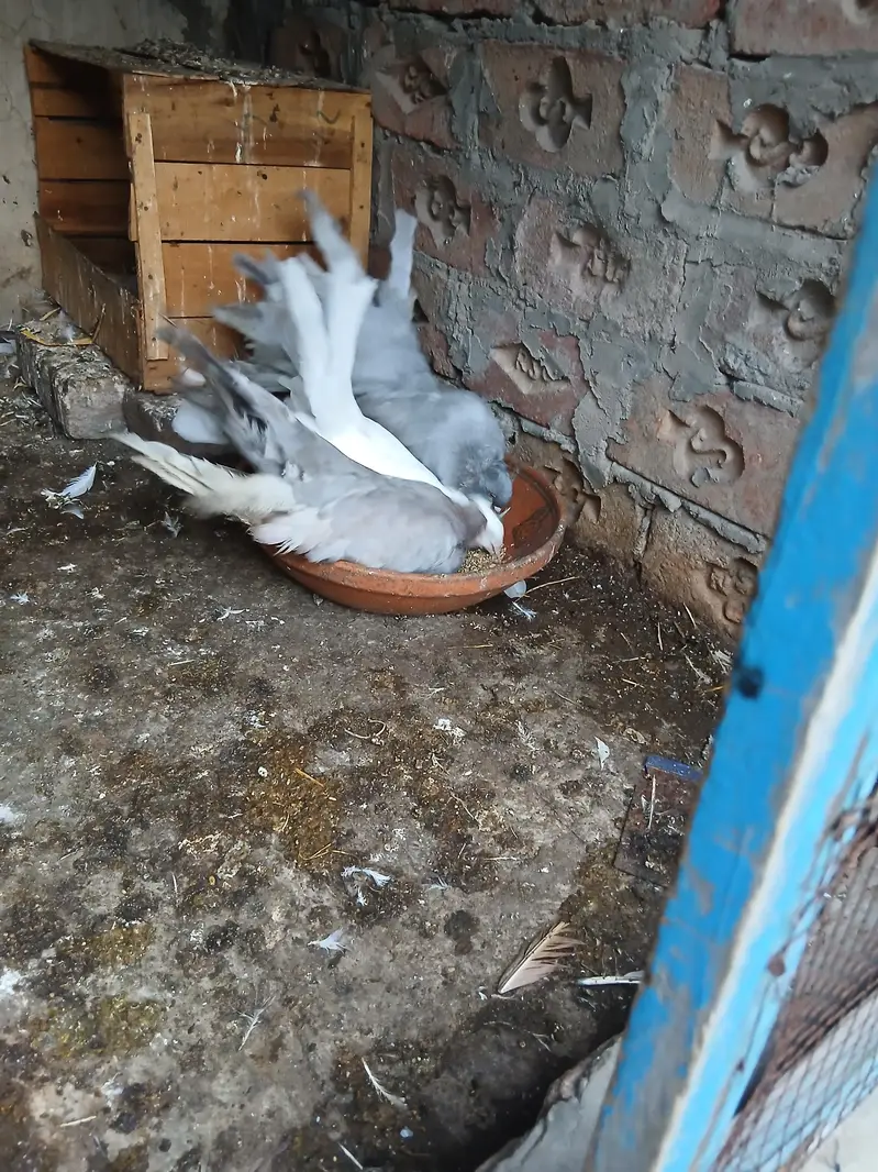 amricen fintail pair sale krna han — photo 5