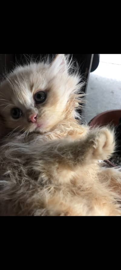 Persian Kitten/Persian cat