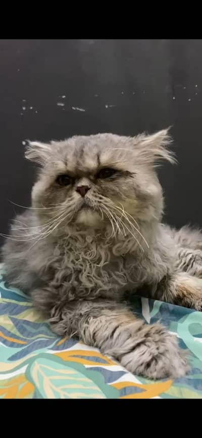 punch face male long cost cat