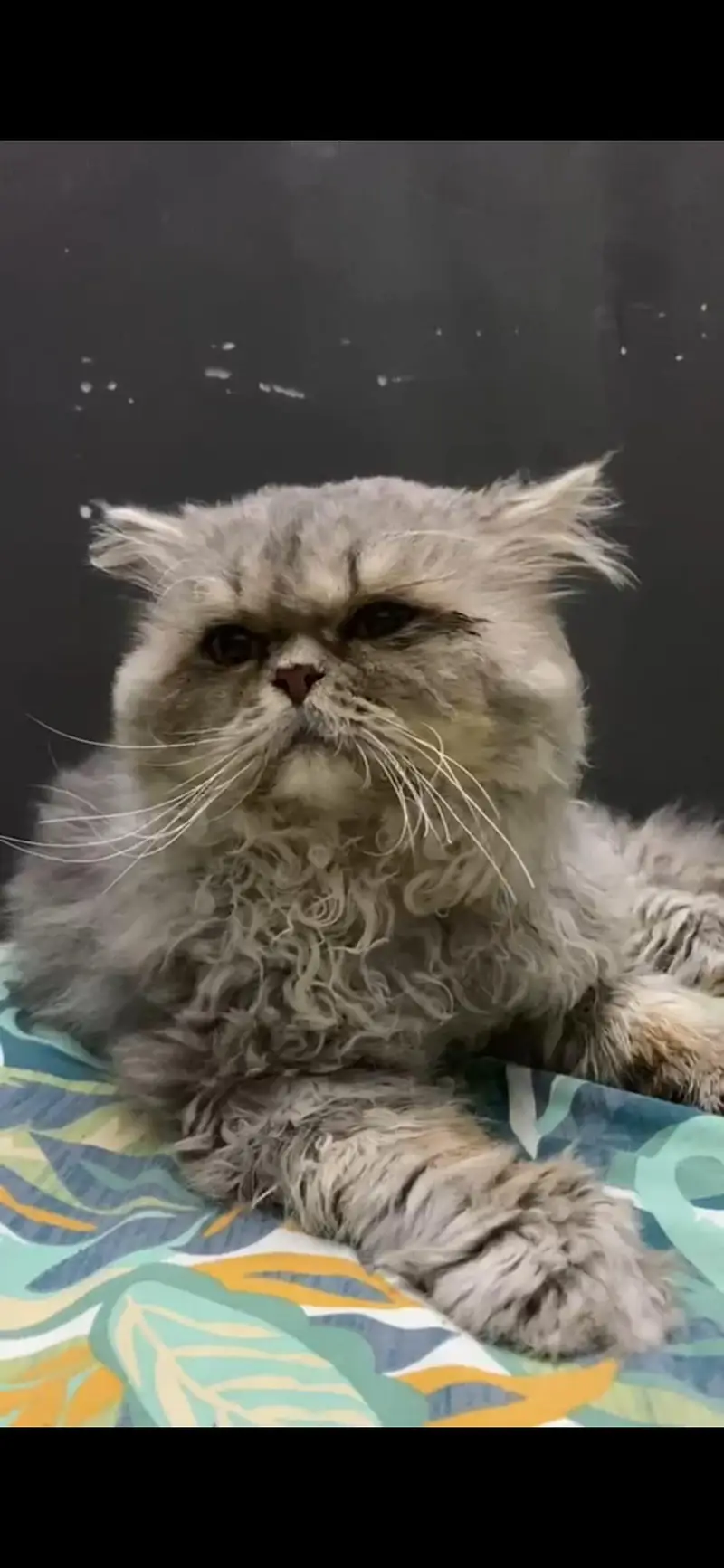punch face male long cost cat — photo 3