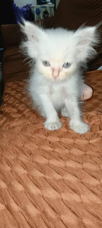 persion kitten long coat doll face