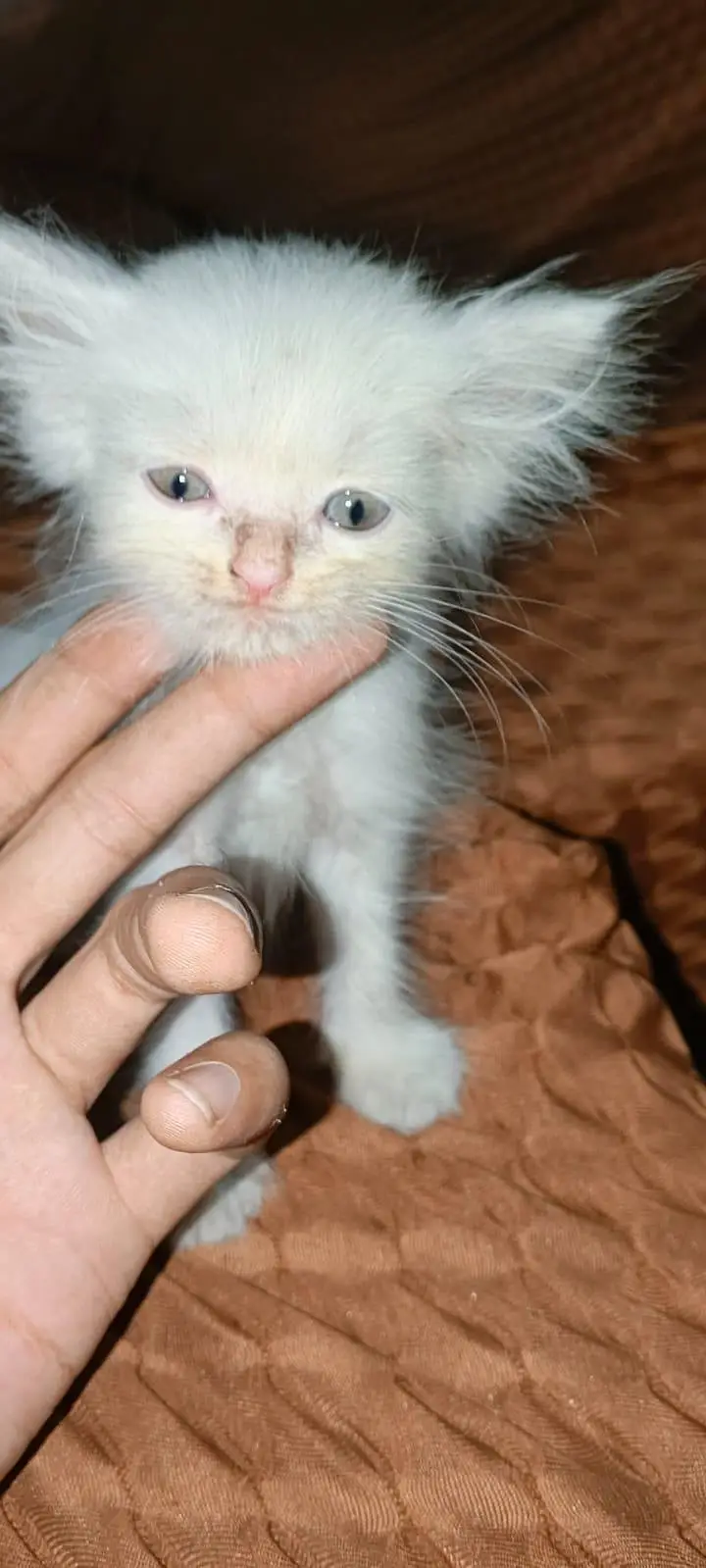 persion kitten long coat doll face — photo 2