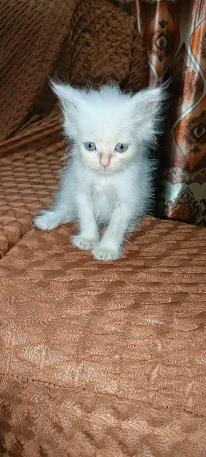 persion kitten long coat doll face — photo 3