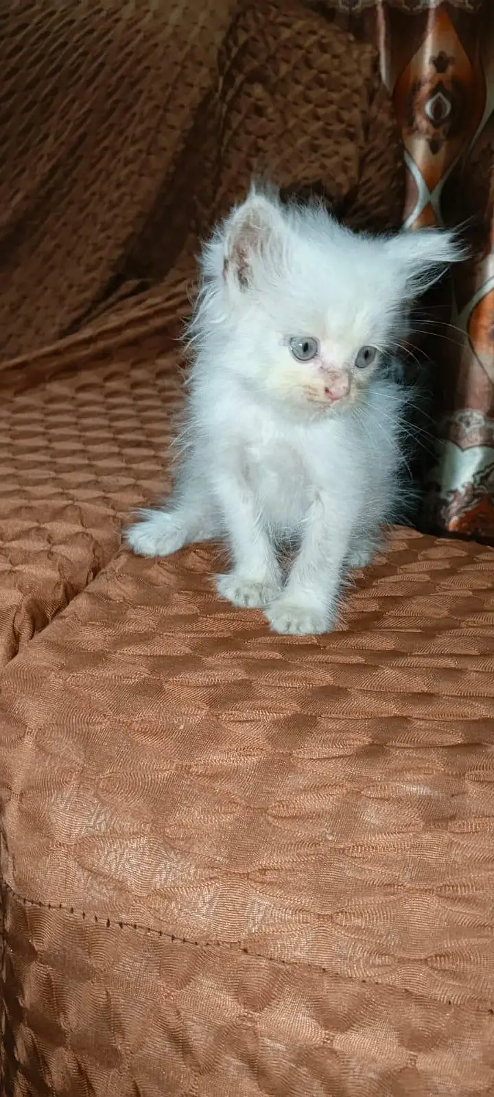 persion kitten long coat doll face — photo 4