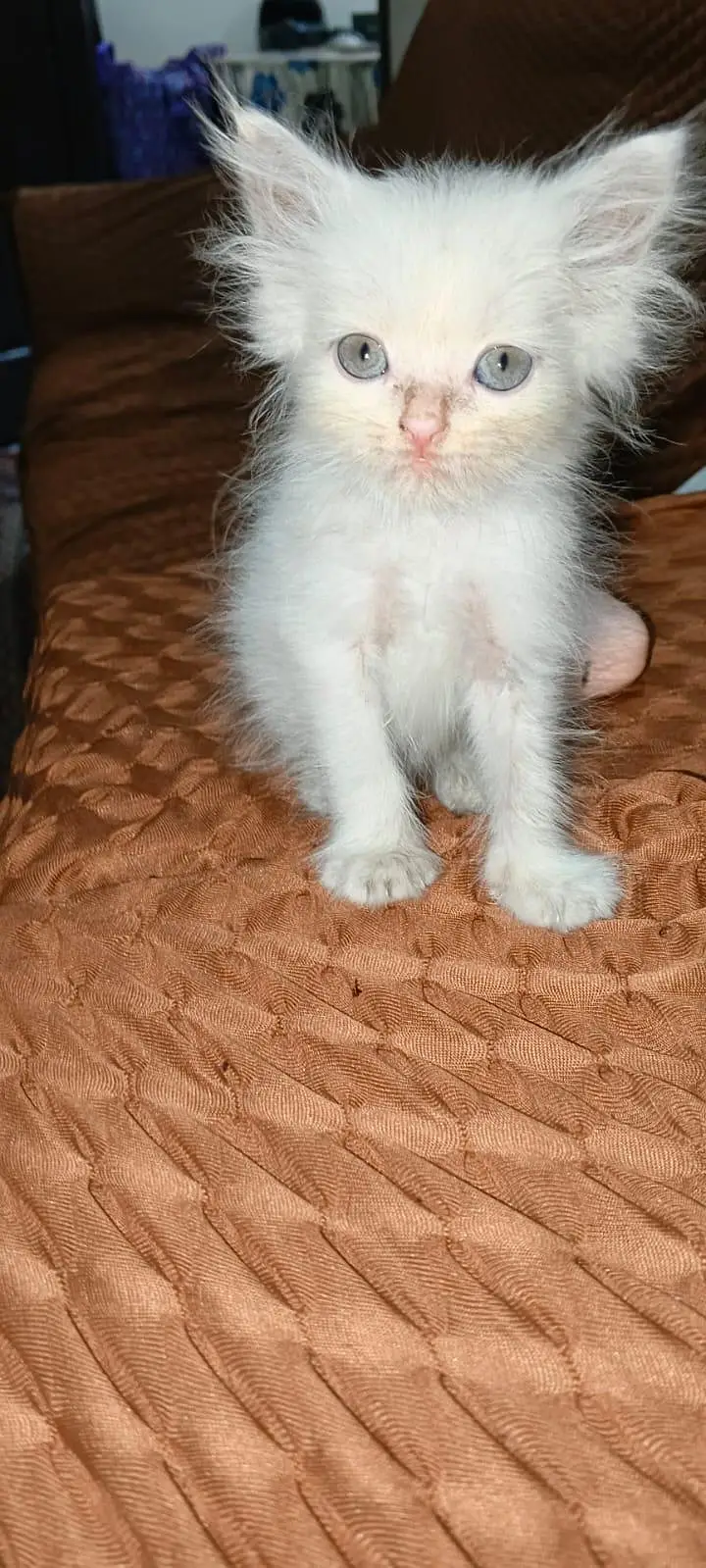 persion kitten long coat doll face — photo 5