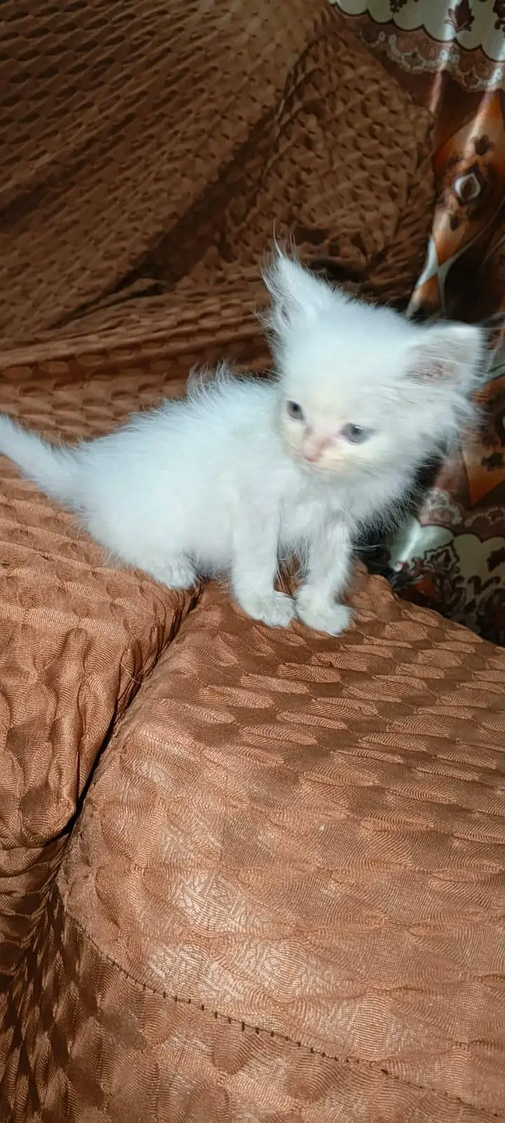 persion kitten long coat doll face — photo 6