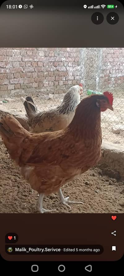 Golden Misri Egg Laying Hens Murgiya Murga Vaccinated Flock Available